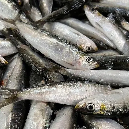 Casa Santiago & Mafalda Lux * Olhao