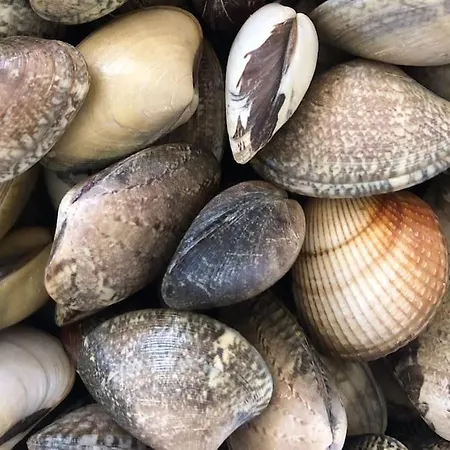 Casa Santiago & Mafalda Lux *