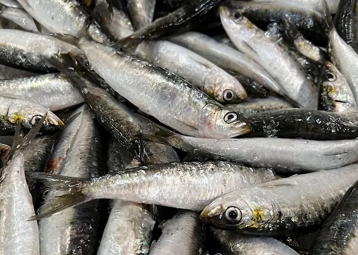 Casa Santiago & Mafalda Lux * Olhão